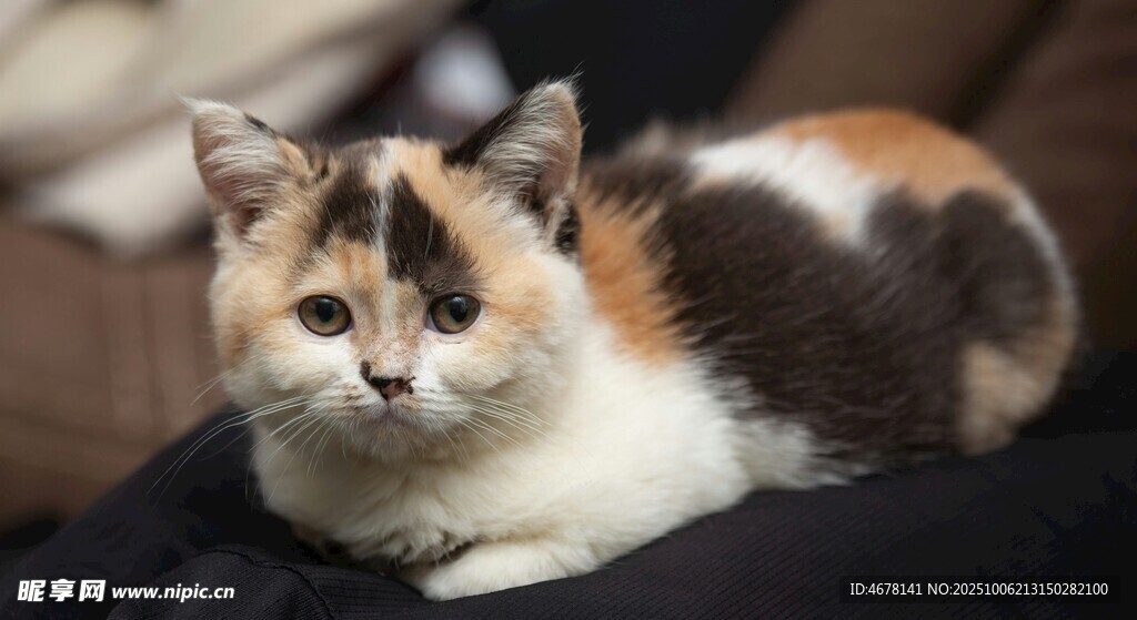 三色猫咪安静趴坐