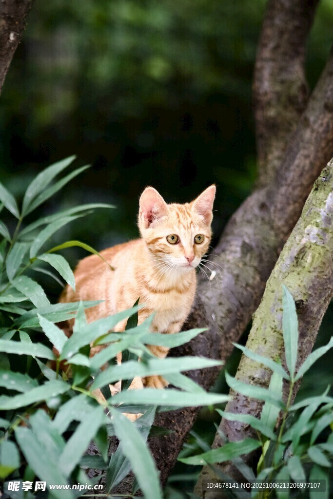 林间橘猫藏身绿植间
