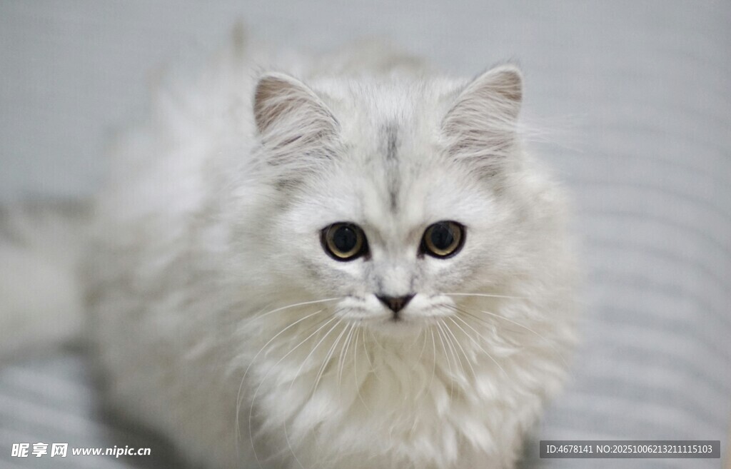 可爱白毛猫咪乖巧模样