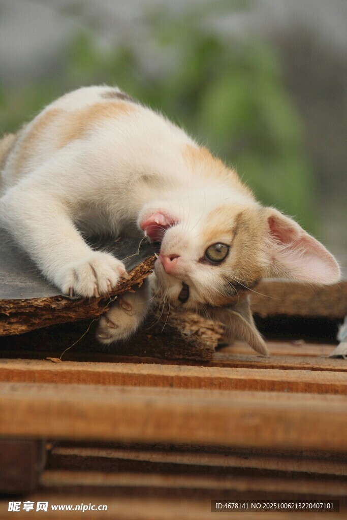 小猫惬意啃咬木物