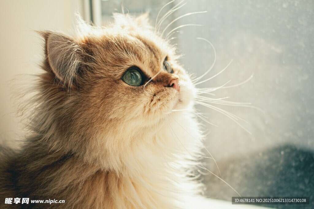 窗边美猫眼神灵动惹人怜