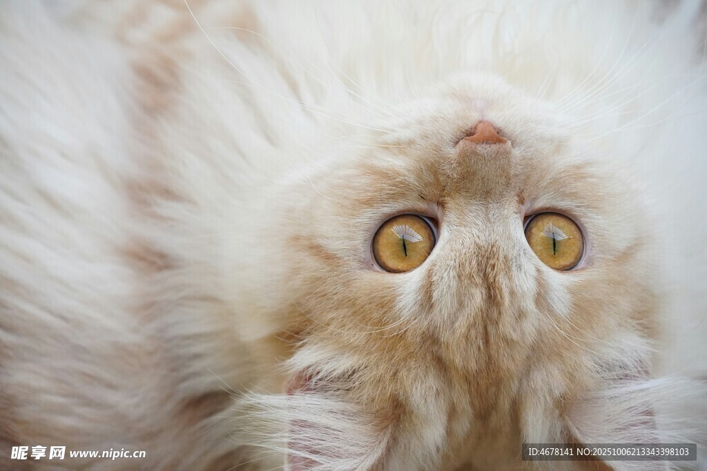 仰头的可爱长毛猫咪