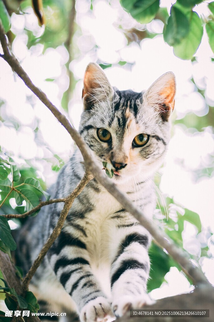 树枝上的可爱条纹猫咪