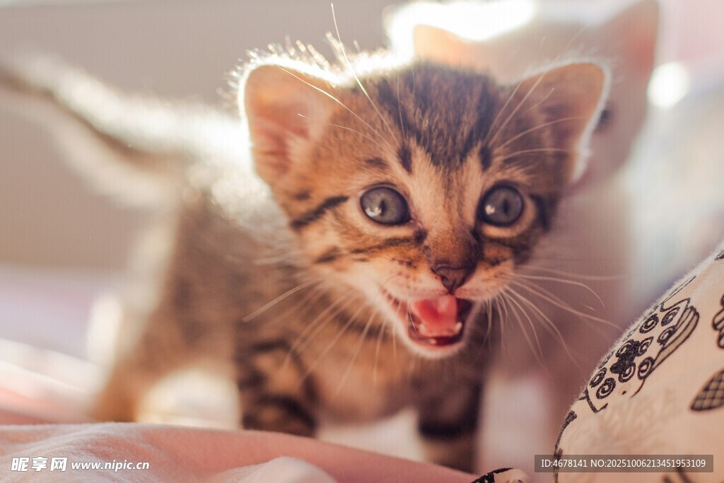 可爱小猫张嘴露舌超萌