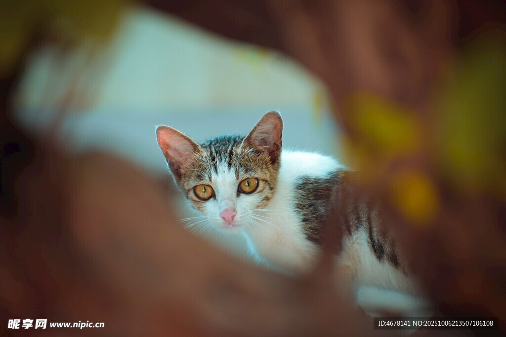 躲猫猫的三色猫咪