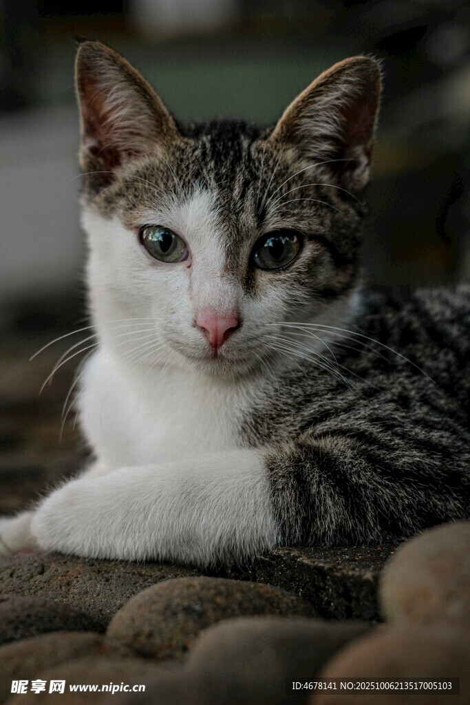 可爱猫咪趴于石块上