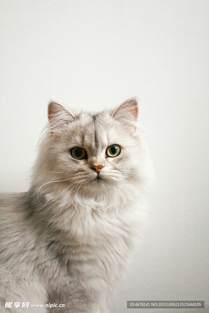 可爱长毛猫特写