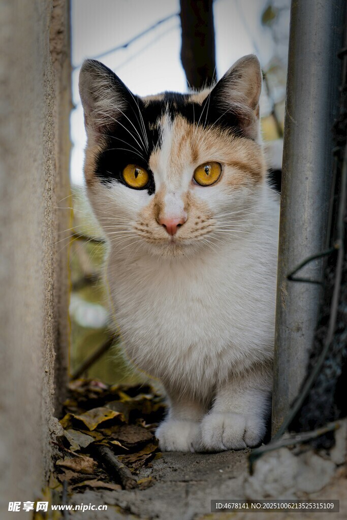 三色猫咪探头张望