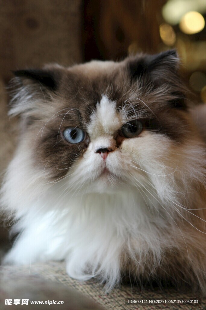可爱长毛布偶猫特写