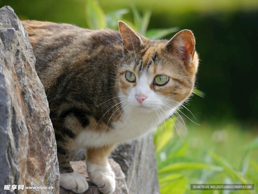 岩石上的斑纹猫咪