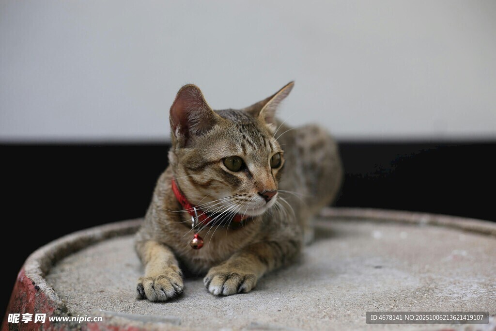 趴坐的斑纹猫咪