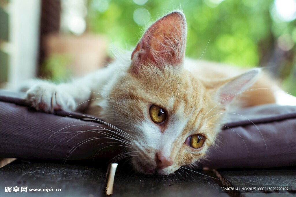 慵懒橘猫惬意趴卧