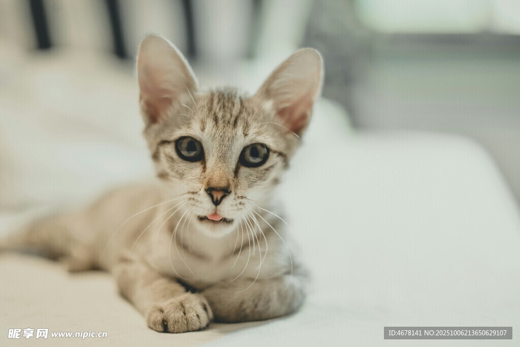 可爱小猫咪惬意趴卧