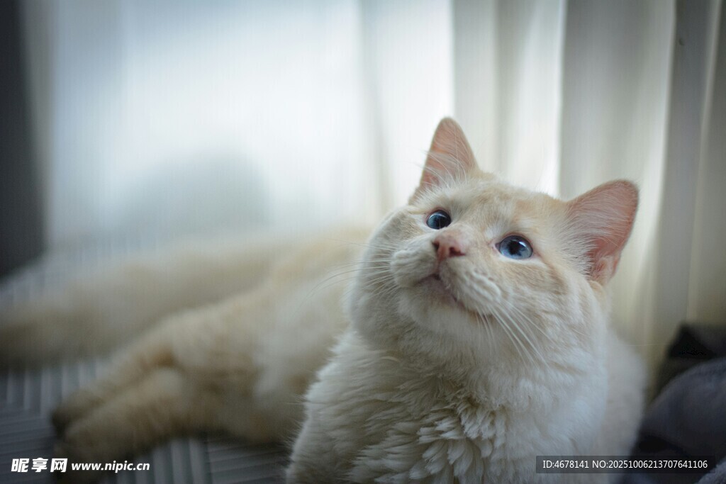 仰头的可爱白色猫咪