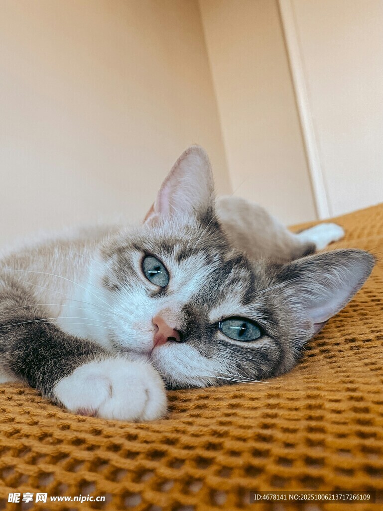 慵懒猫咪趴卧在暖色垫子上