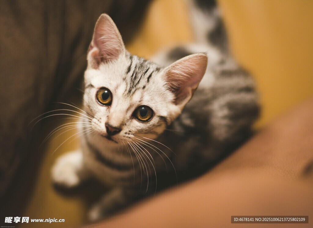 可爱小猫咪仰头望镜头