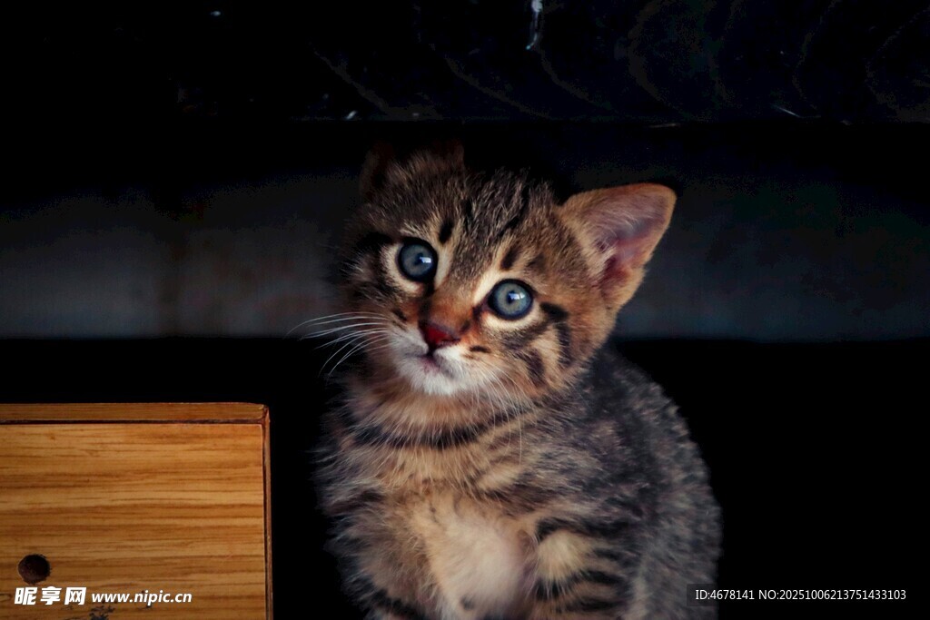 可爱小猫抬头好奇张望