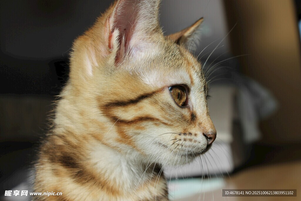 可爱虎斑猫侧颜特写