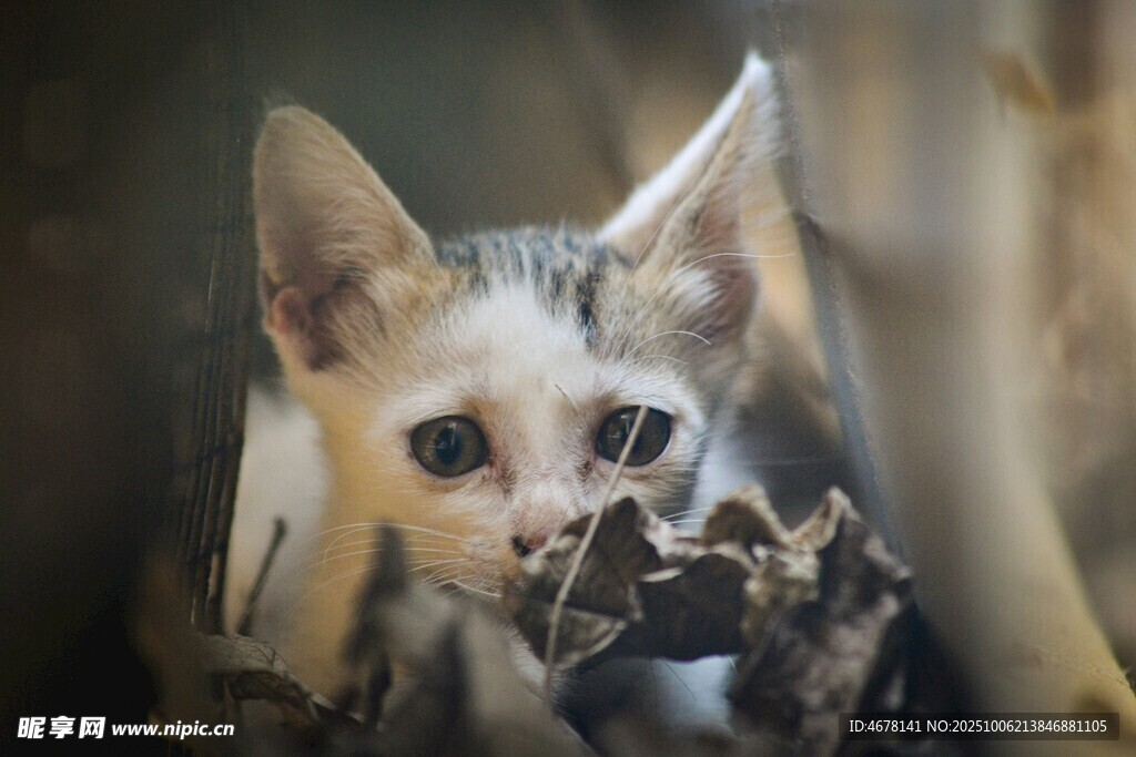 可爱小猫躲在枯叶中