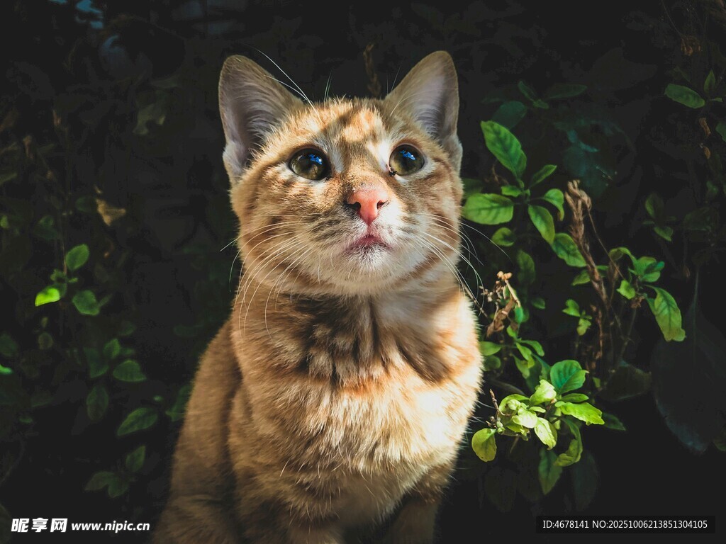 可爱猫咪仰望绿植
