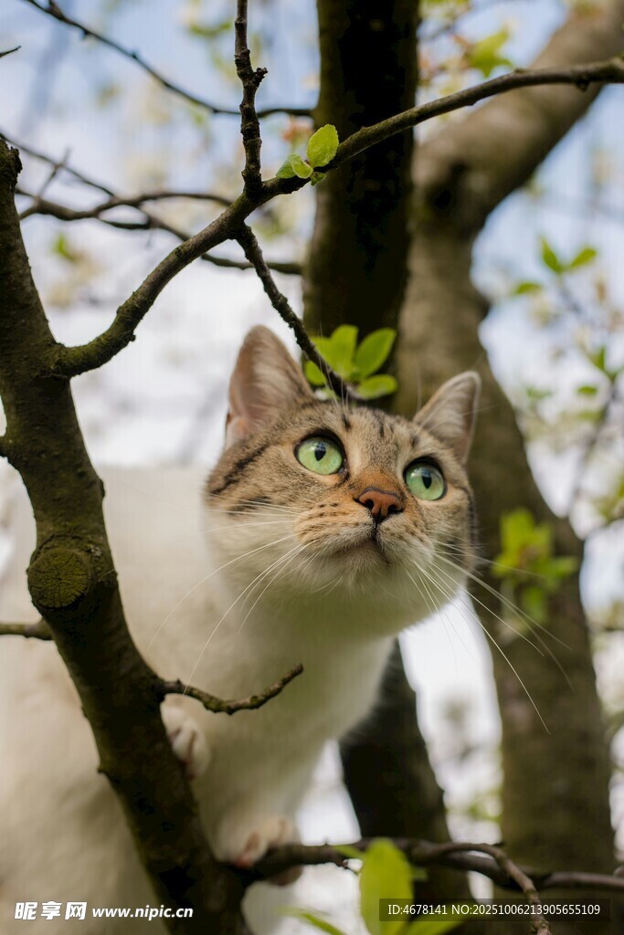 树上猫咪仰头望
