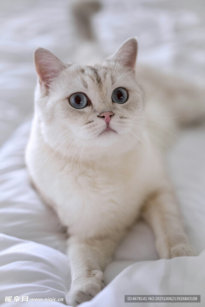 床上的可爱白色猫咪