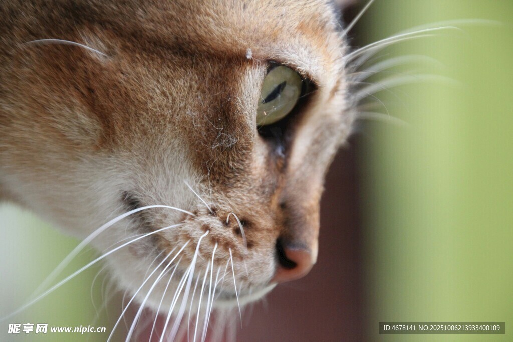 猫咪特写