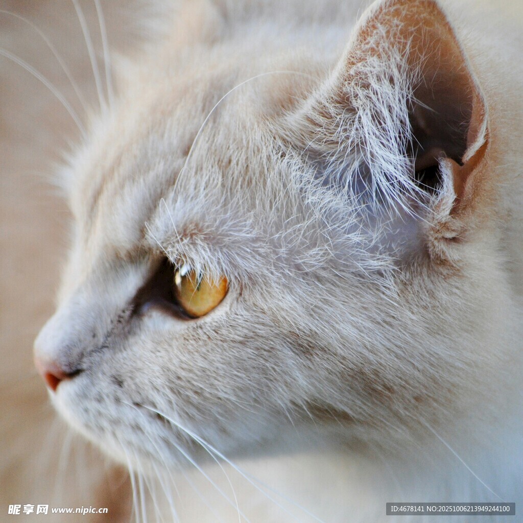 浅色猫咪的侧颜特写