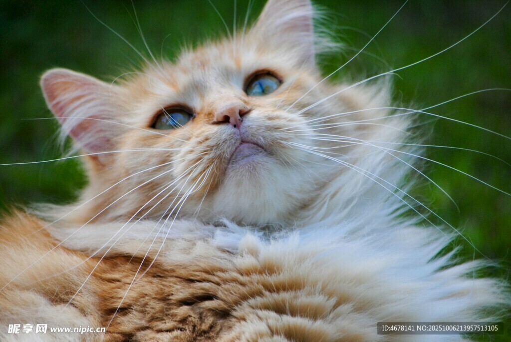 仰头的长毛猫咪
