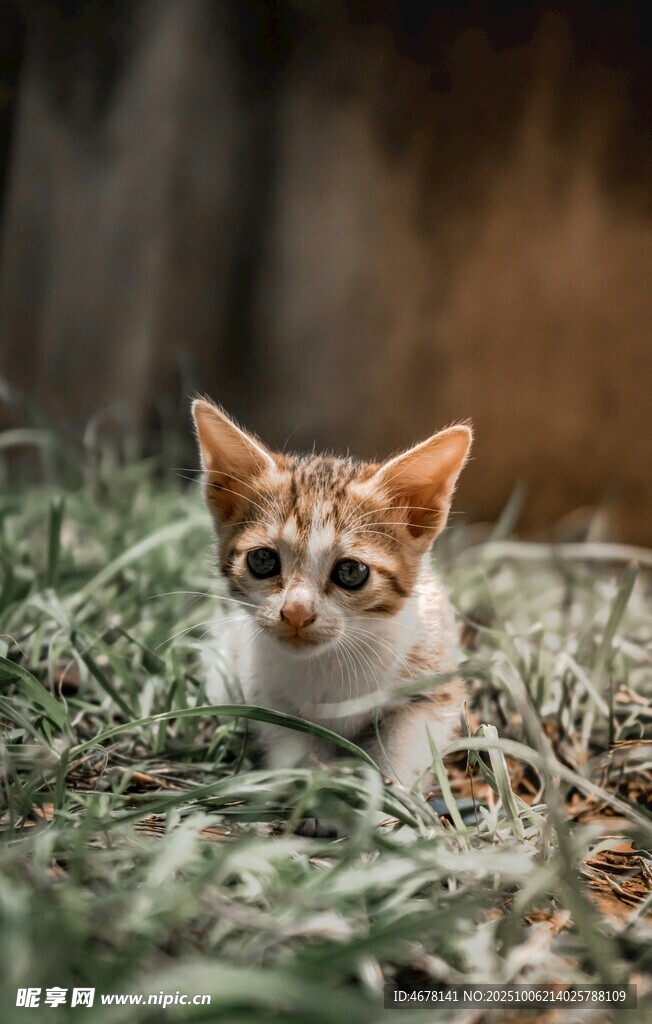 草地上的可爱三色小猫