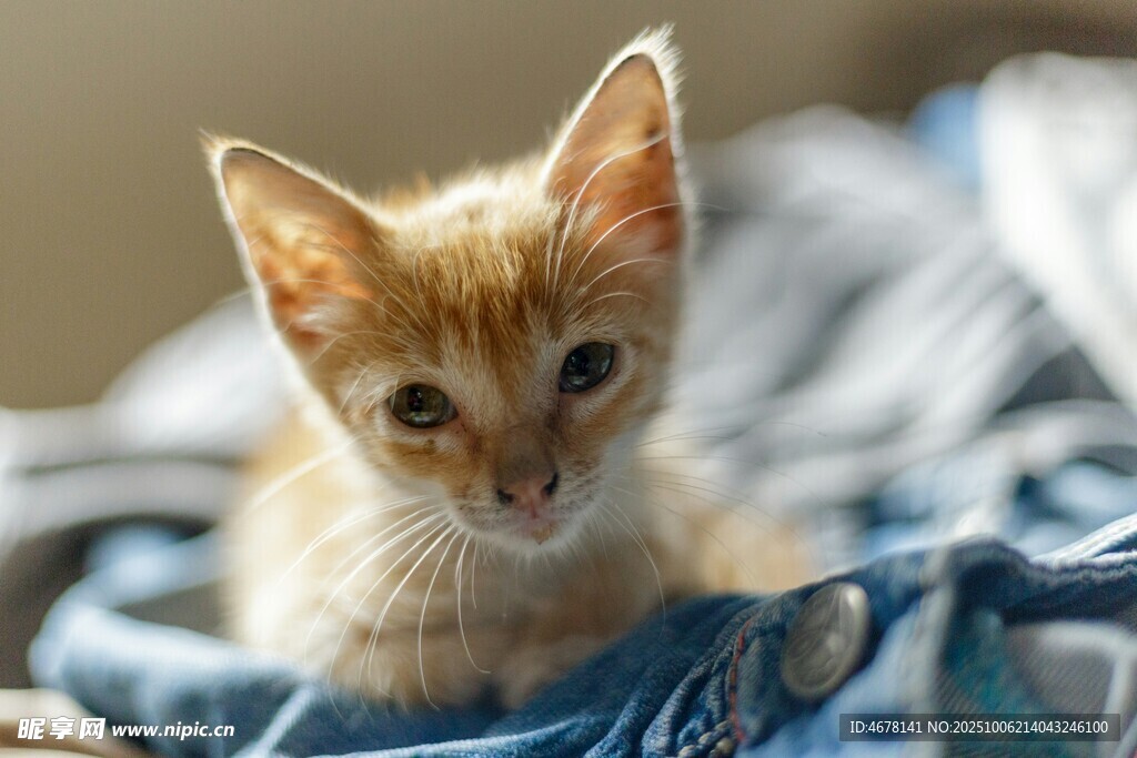 可爱小橘猫躺卧在布上