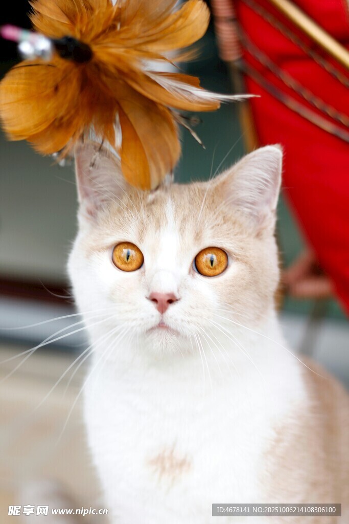 戴羽毛饰的可爱猫咪
