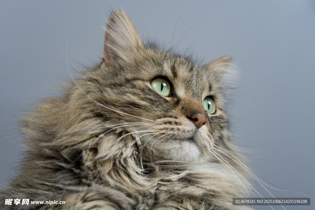 长毛猫抬头凝视