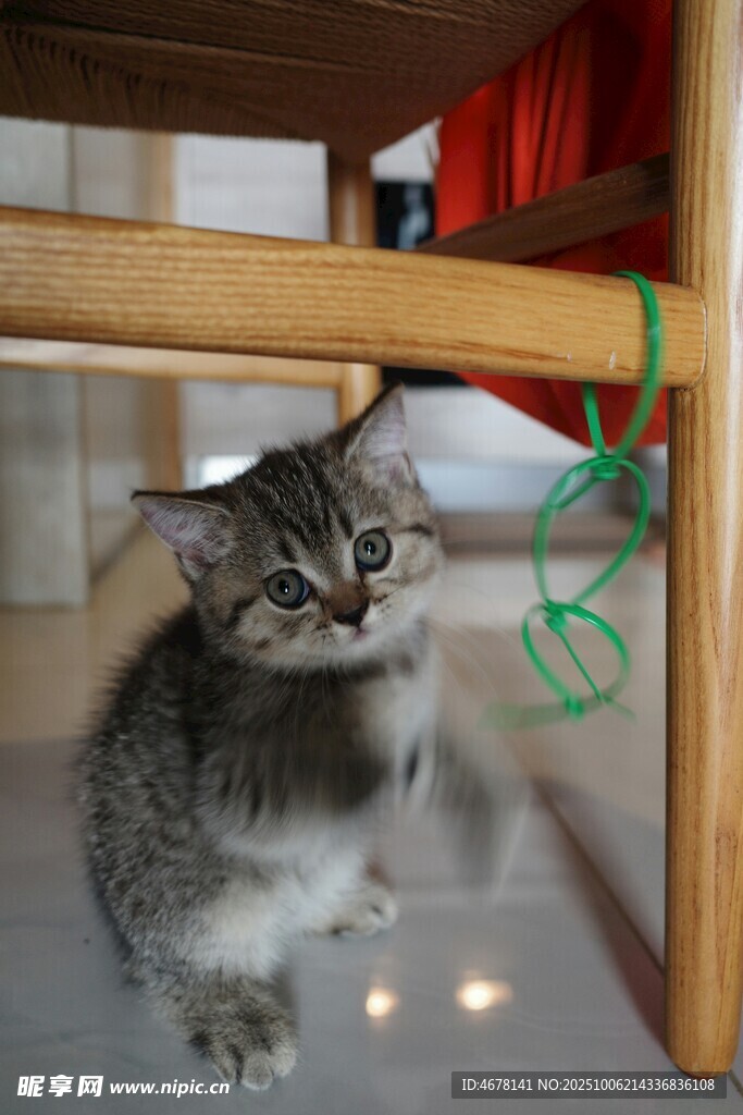 小猫玩绿绳