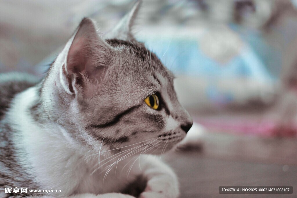 侧卧猫咪的专注瞬间