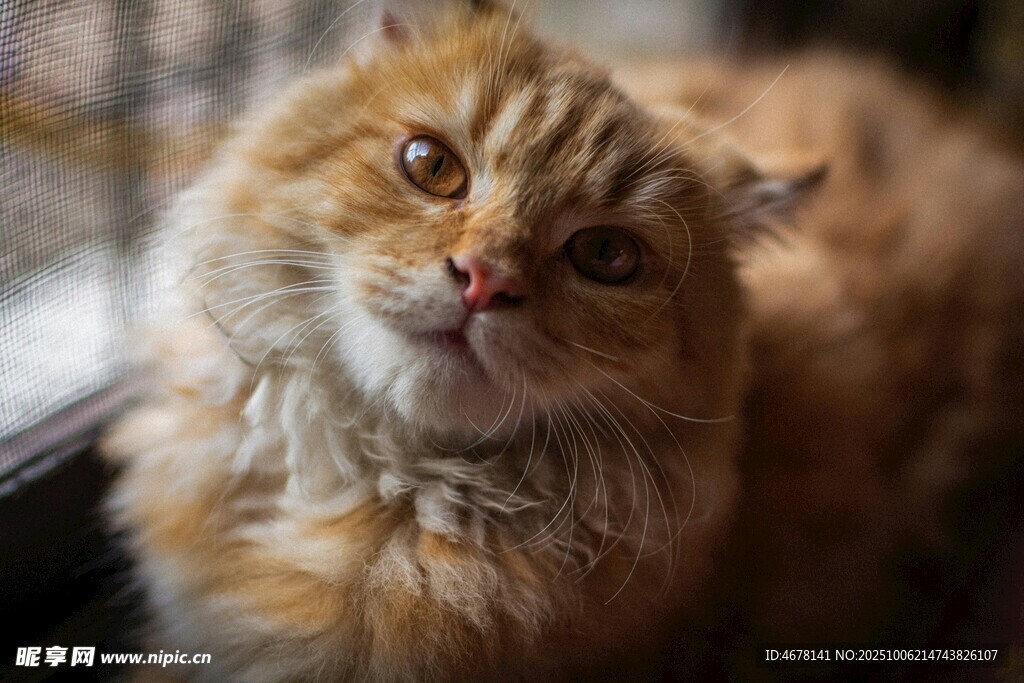 可爱长毛猫的惬意瞬间