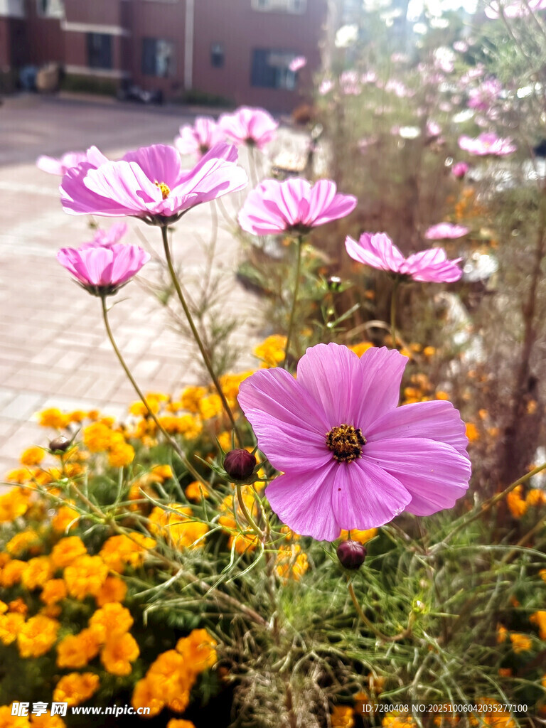 多彩花卉绽放于户外