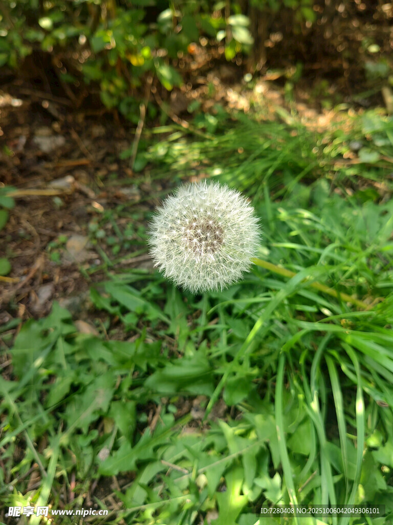 草地上的白色蒲公英