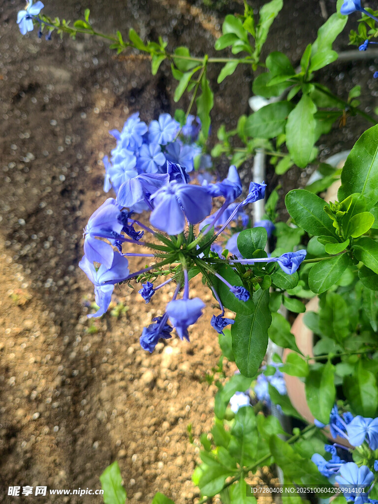 蓝紫色花朵绽放于绿叶间