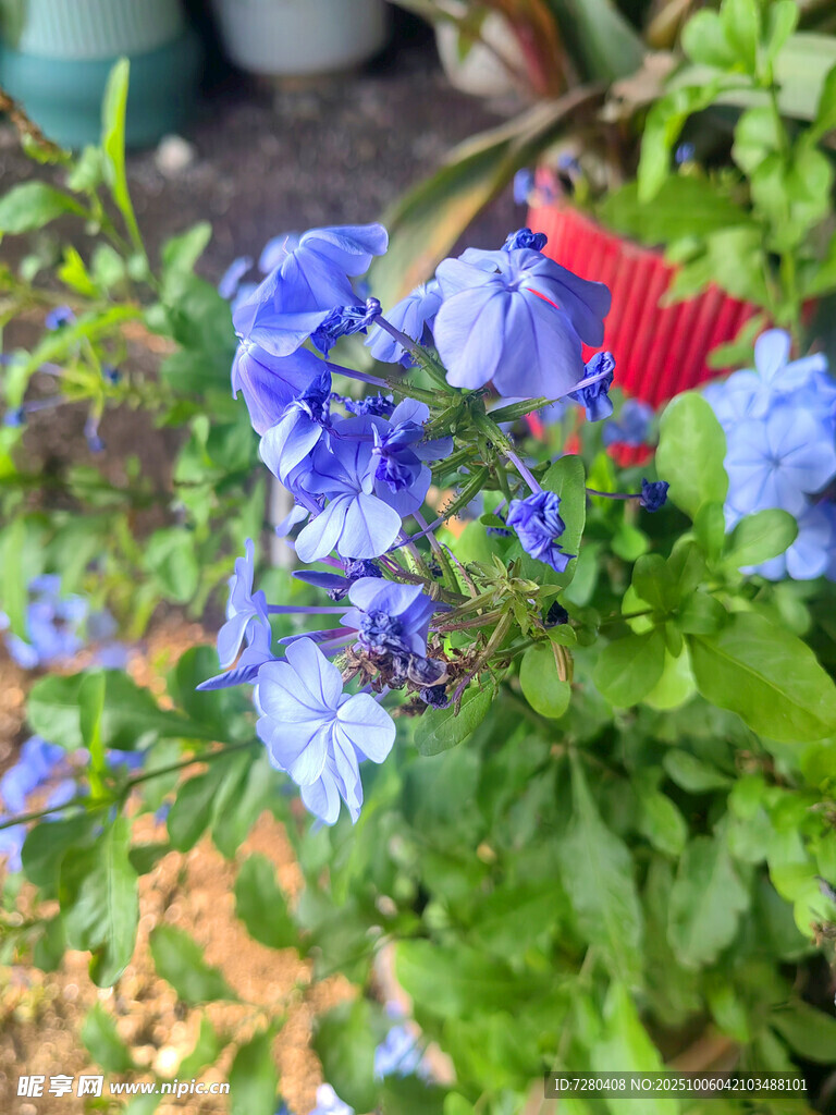 蓝红相间美丽花卉绽放