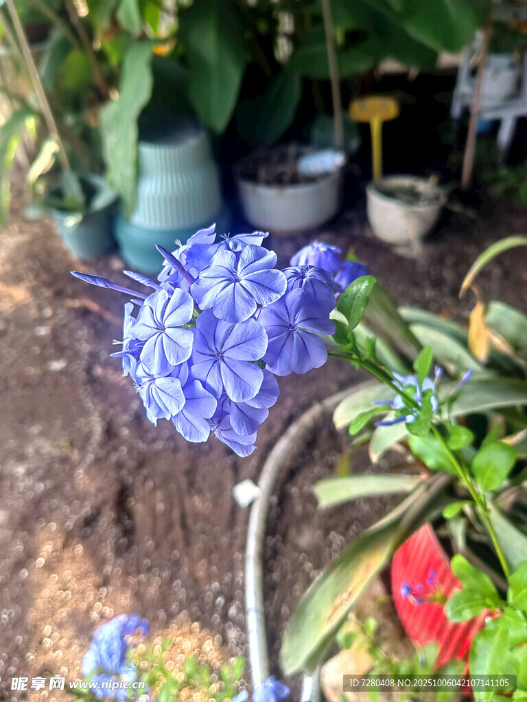 蓝花绽放于绿植间