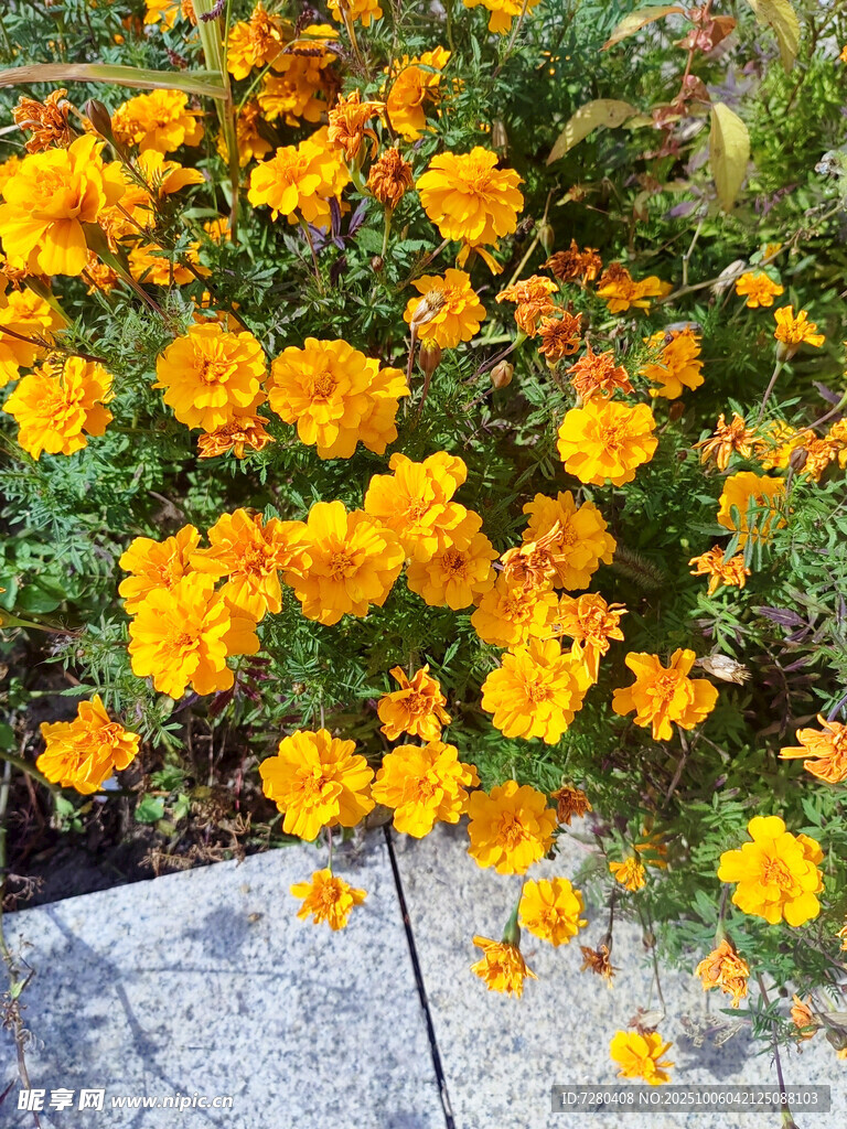 鲜艳黄色花卉装点石板旁
