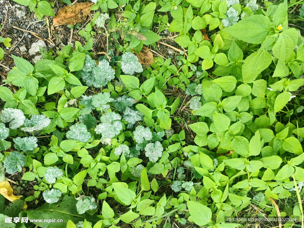 翠绿繁茂的地面植物景观