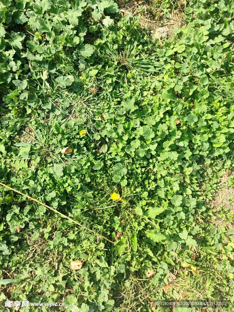 绿意盎然的草地景象