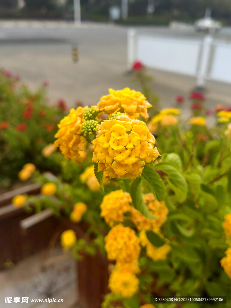 娇艳黄色花卉绽放