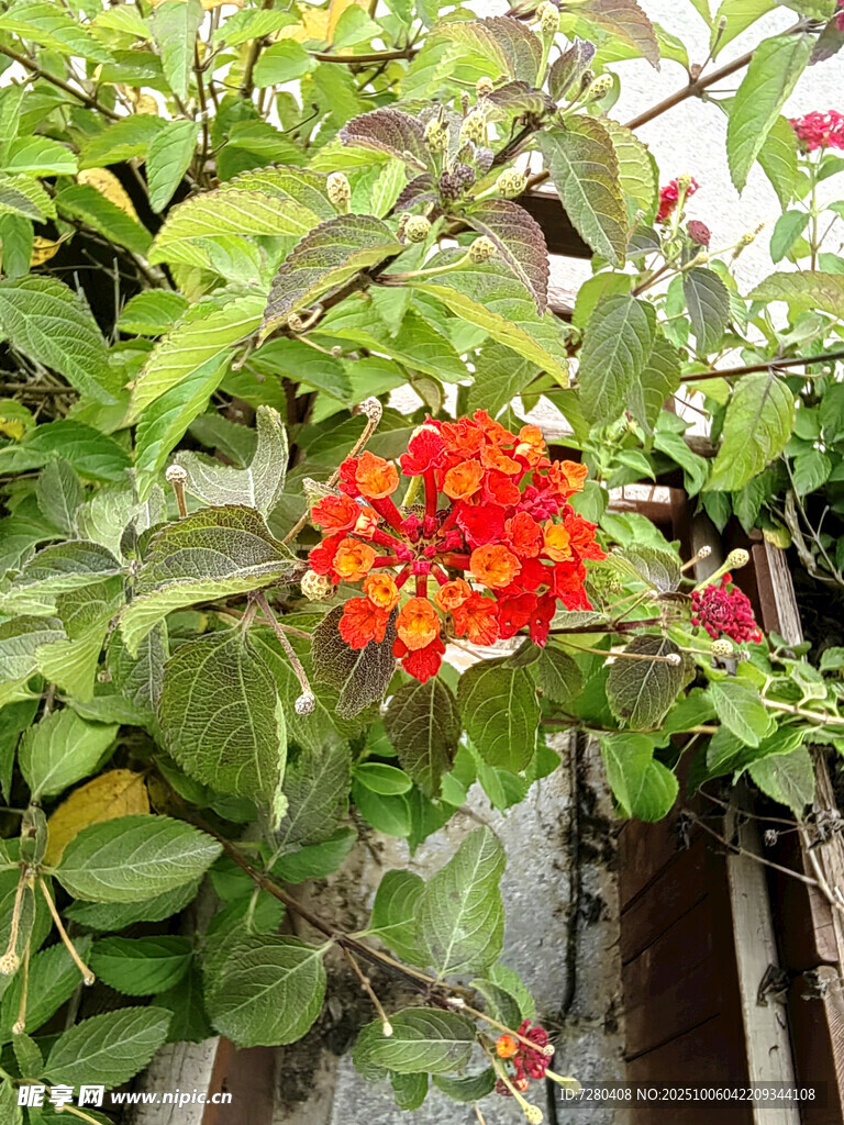 绿叶丛中艳丽的红色花朵