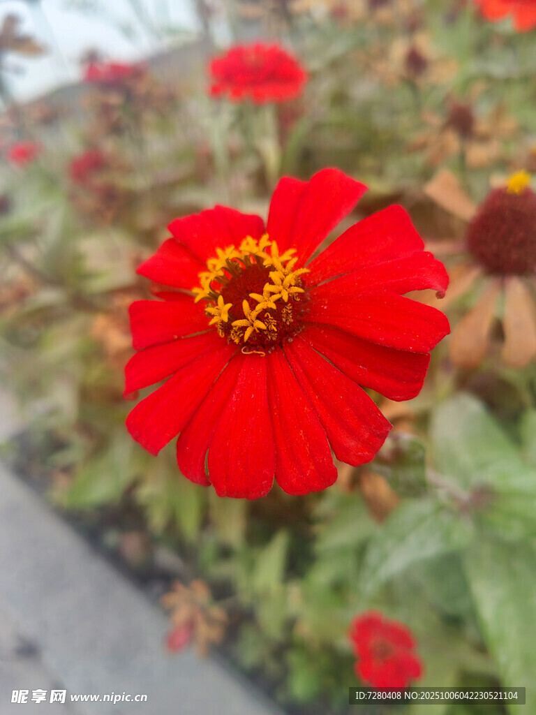 鲜艳红花绽放于花丛中