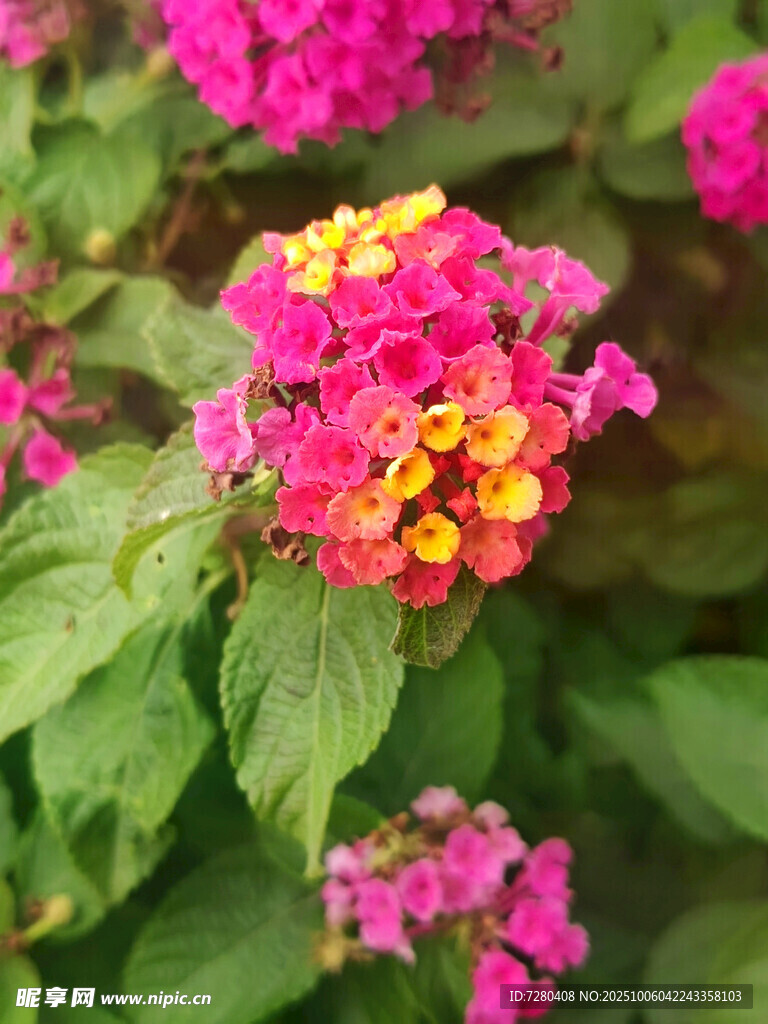 多彩马缨丹绽放