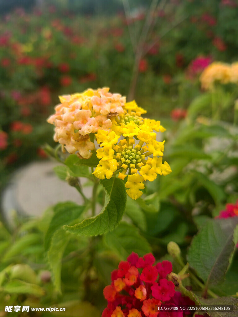 多彩花卉绽放美丽瞬间