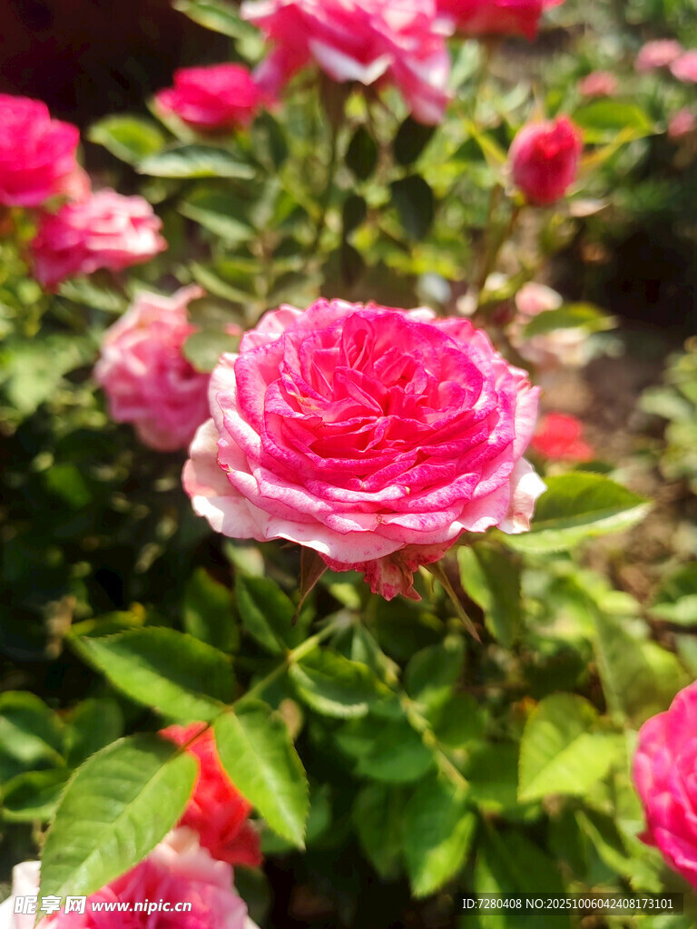 娇艳盛开的粉色月季花